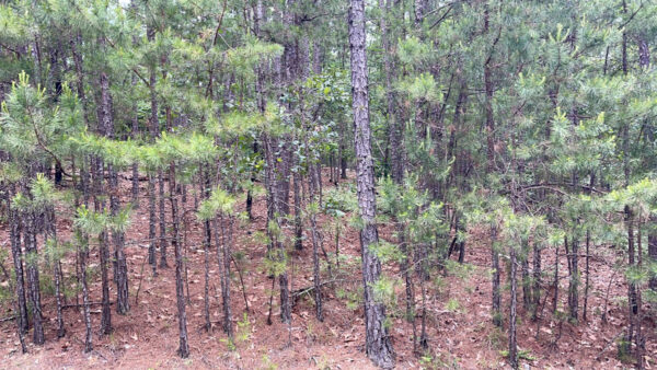 0.23 Acres in Hot Springs Village, Cifuentes Way, AR - Image 3