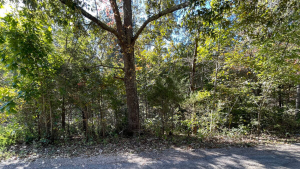 0.26 Acres in Hickory Nut Dr, Williford, AR