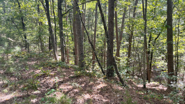 0.34 Acres in Fairfield Bay, AR - Image 6