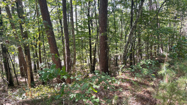 0.34 Acres in Fairfield Bay, AR - Image 5