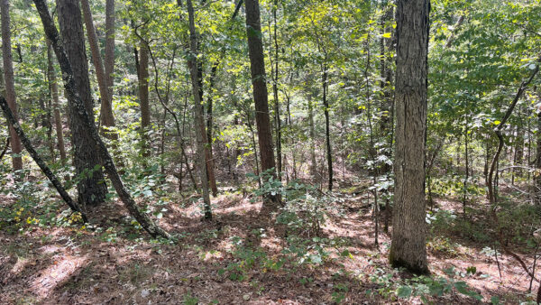 0.34 Acres in Fairfield Bay, AR - Image 4