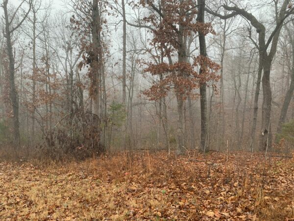 0.25 Acres in Frontier Drive, Williford, AR - Image 11