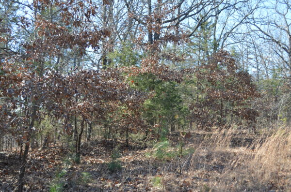1.03 Acres in Horseshoe Bend AR Facing Lake- 3 Adjacent lots - Image 3