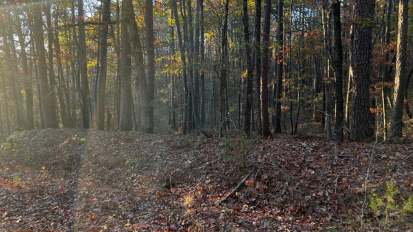0.27 Acres at Exeter Circle - Fairfield Bay AR - Image 3