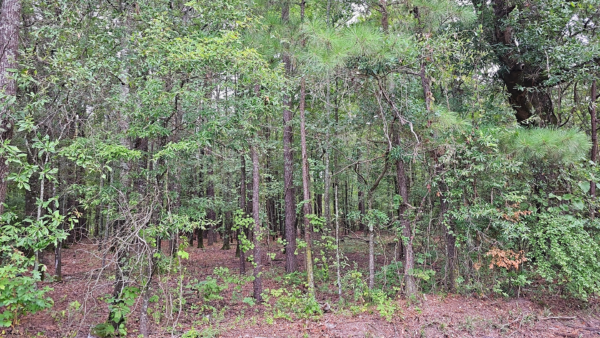 0.3 acres at S Taft St, Watson Chapel, Pine Bluff Arkansas - Image 3