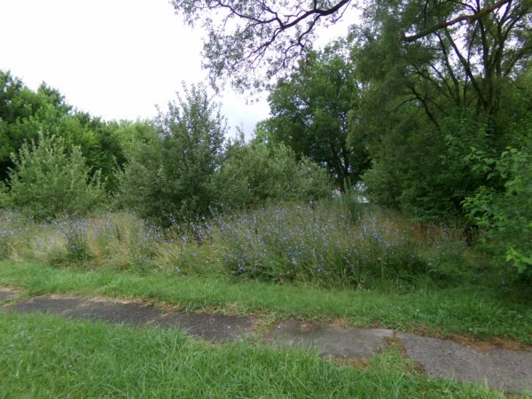 0.26 Ac in Hosmer St,  Saginaw, Michigan